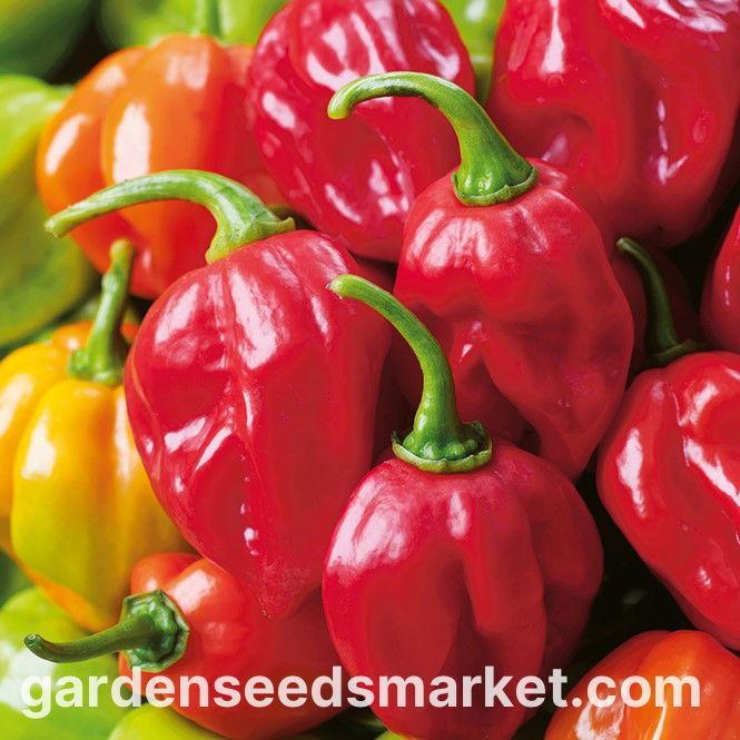 Daftar Harga Habanero Rupiah: Varietas dan Harga Terbaru