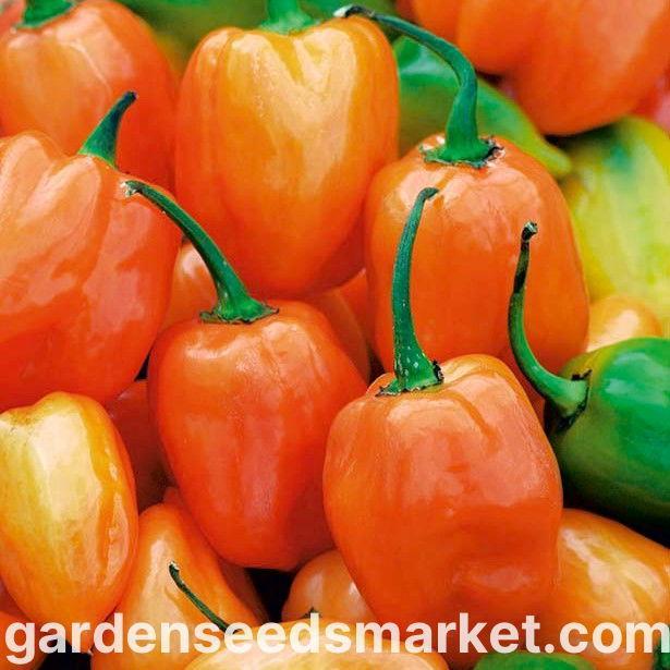 Daftar Harga Habanero Rupiah: Varietas dan Harga Terbaru