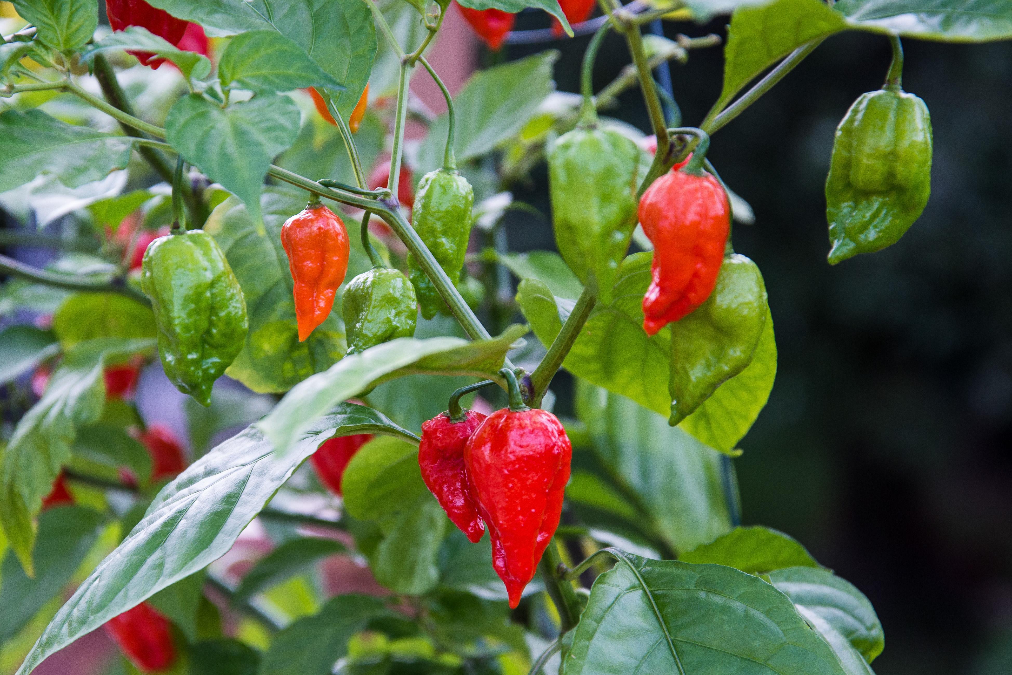 Keajaiban Pedas Habanero: Keunggulan dan Manfaat Lengkap